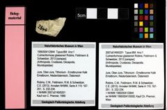 Foto (Objekt + Etiketten) von Culmenformosa glaessneri (Robins, Feldmann & Schweitzer, 2013) 